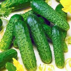 Pode incluir: Um grupo de pepinos verdes com textura irregular. Os pepinos estão dispostos em um cacho sobre uma superfície branca.