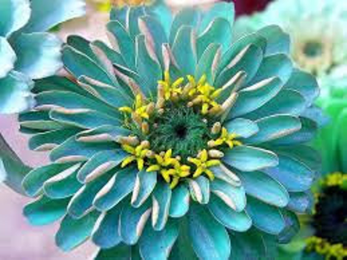 Natural Zinnia Haageana Blue Flower Seeds Organic Ukraine Etsy Canada