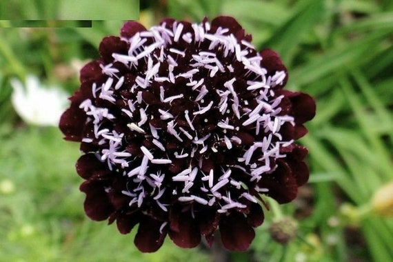 Scabiosa Purple Flower Seeds from Ukraine 