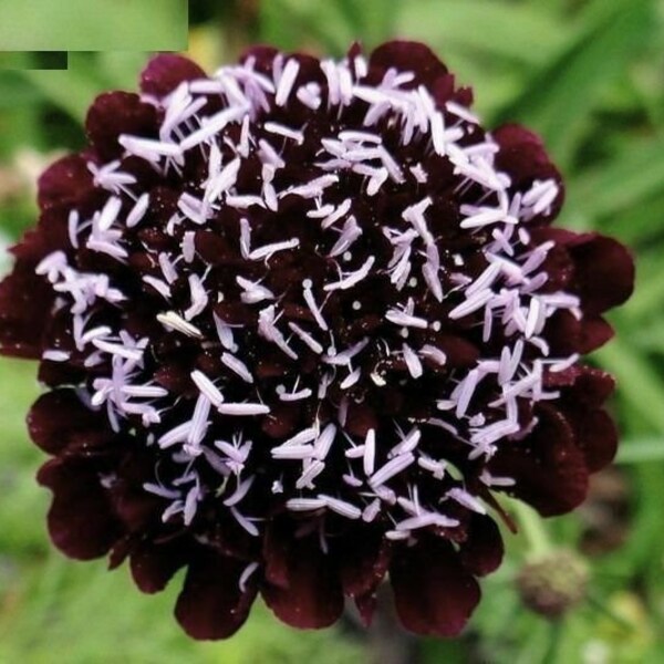 Seeds Mourning Bridge (Flor de Pincushion) Scabiosa Day & Night Mix Garden Cut Organic Ukraine