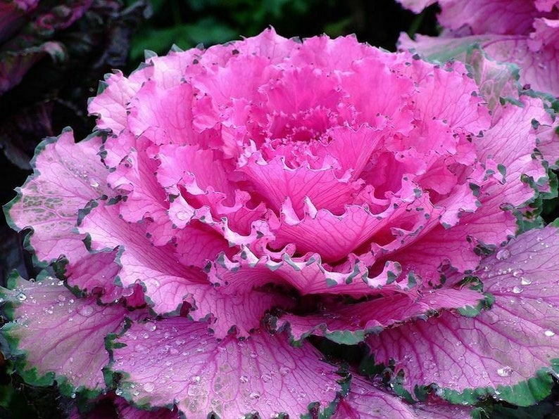 Seeds Edible Cabbage Ornamental Fringed Mix Beatiful Annual Etsy Canada