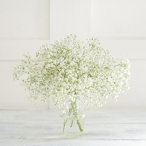 Natural Gypsophila Paniculata White Flower Seeds Organic Ukraine