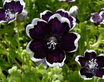 Blumensamen Nemophila Black Penny aus der Ukraine 20 Samen