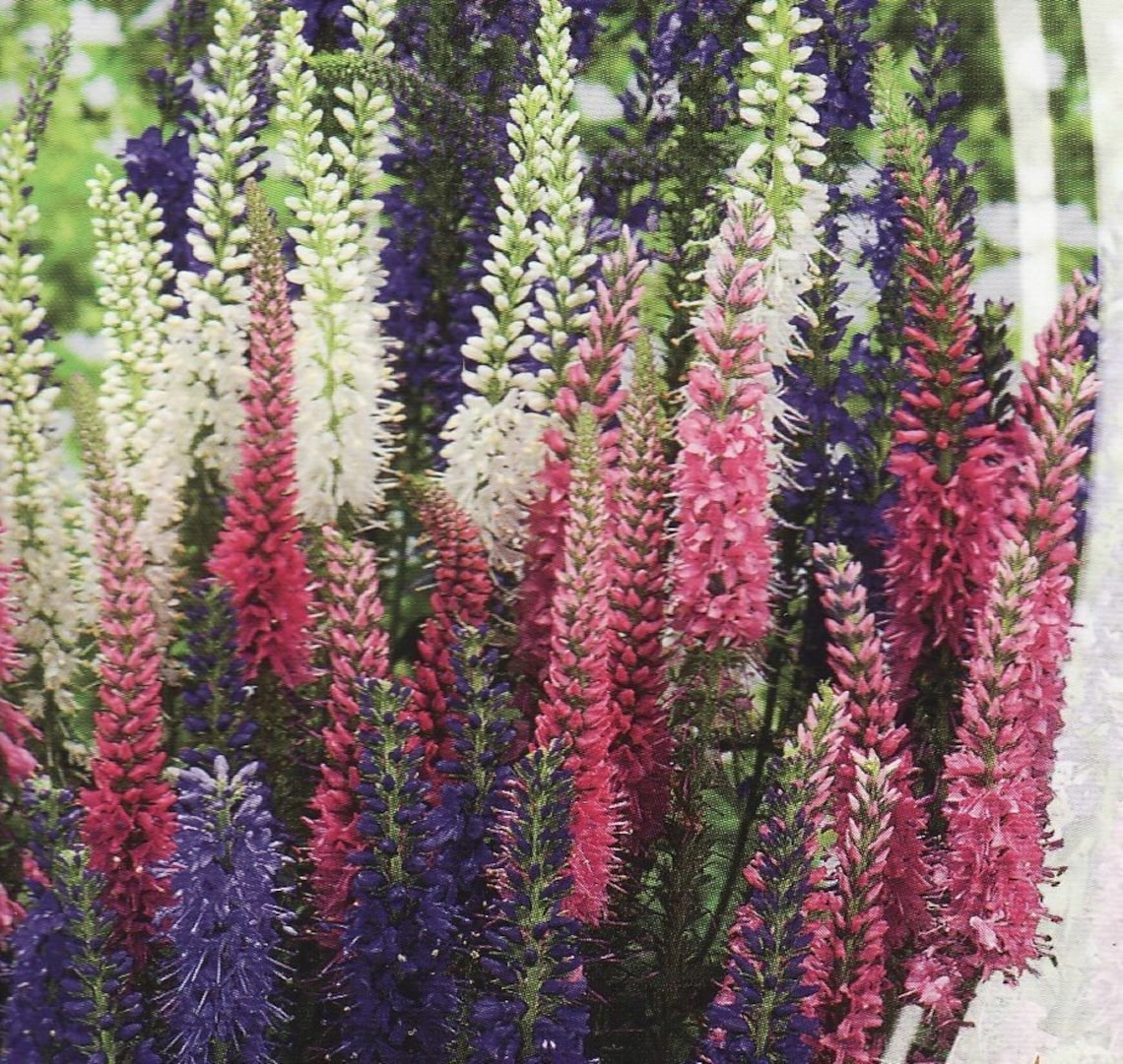 Natural Flower Seeds Veronica Spicata Mix Perennials Organic Etsy