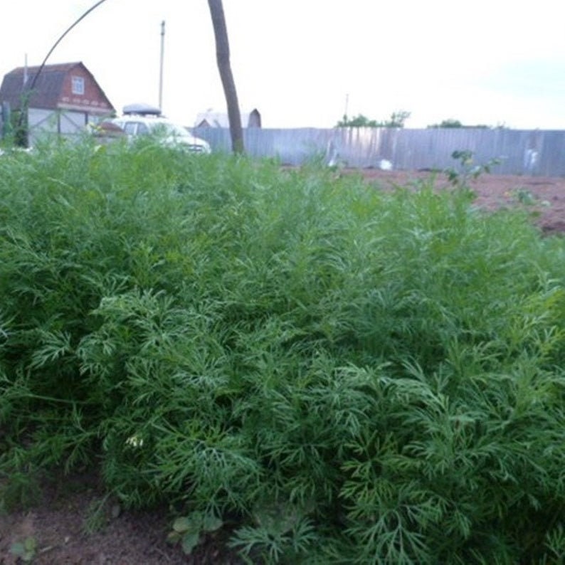 Natural Dill Bush Heirloom Open Pollinated Seeds NON GMO for Planting Organic Ukraine