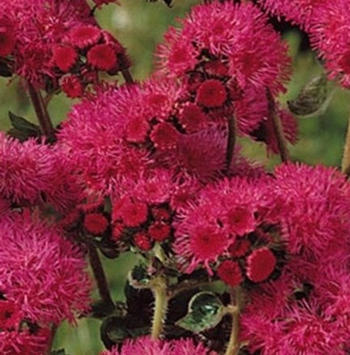 Natural Flower Ageratum Red Bouquet Seeds Organic Ukraine Etsy