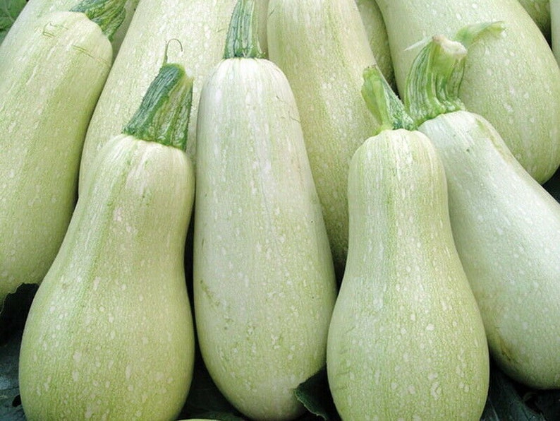 Seeds Squash Zucchini Gribovsky White Vegetable Heirloom Etsy