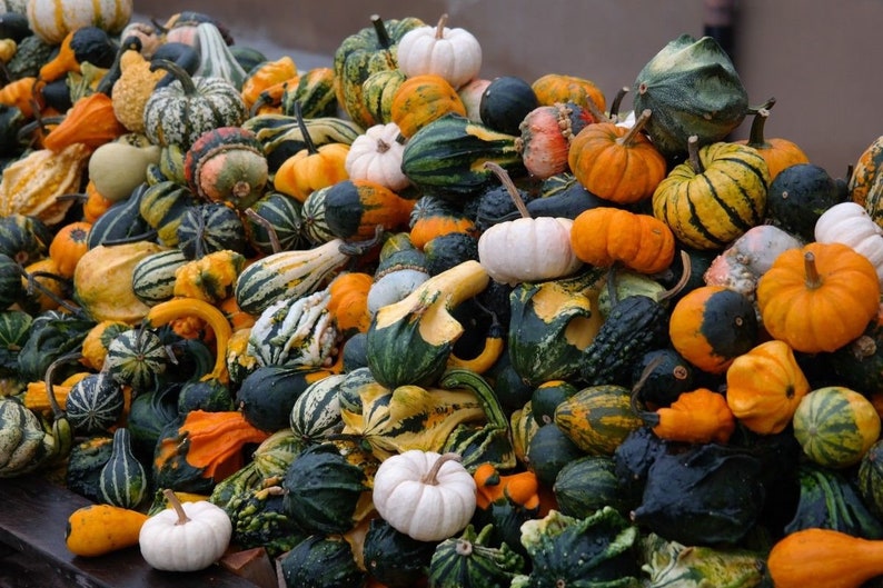 Seeds Pumpkin Decorative Unique Giant Not Vegetable Plant Garden Organic Ukraine