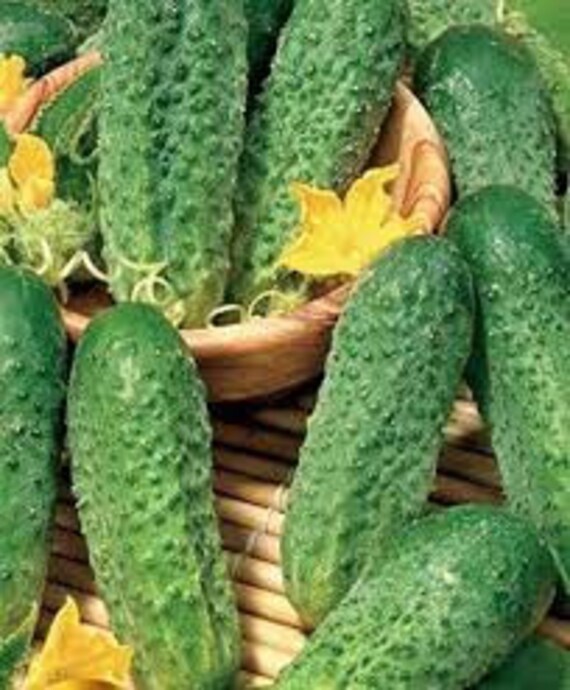 Cucumber Seeds Anulka F1 Vegetable seeds from Ukraine 