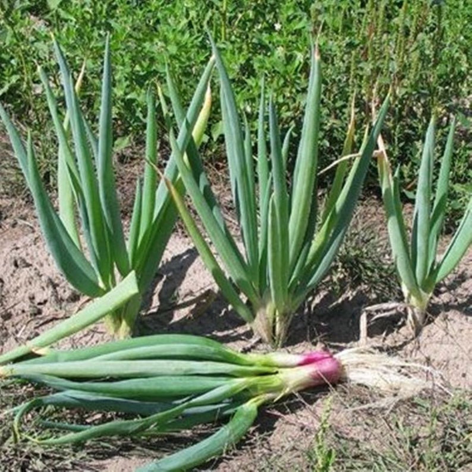 Natural Welsh Onion Red Dragon Heirloom / Open Pollinated Etsy Australia