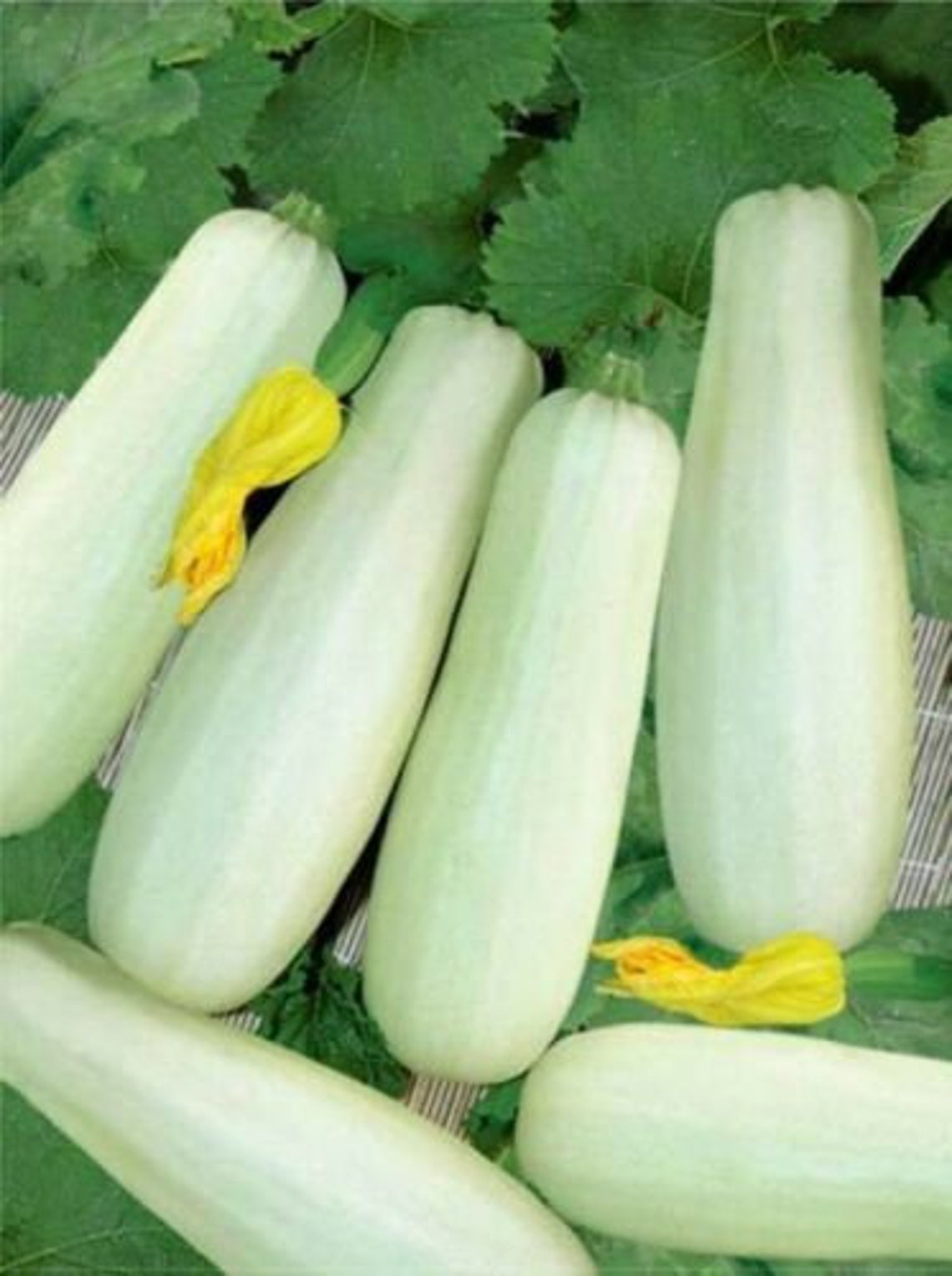 Seeds Squash Zucchini Beloplodny White Vegetable Organic Etsy
