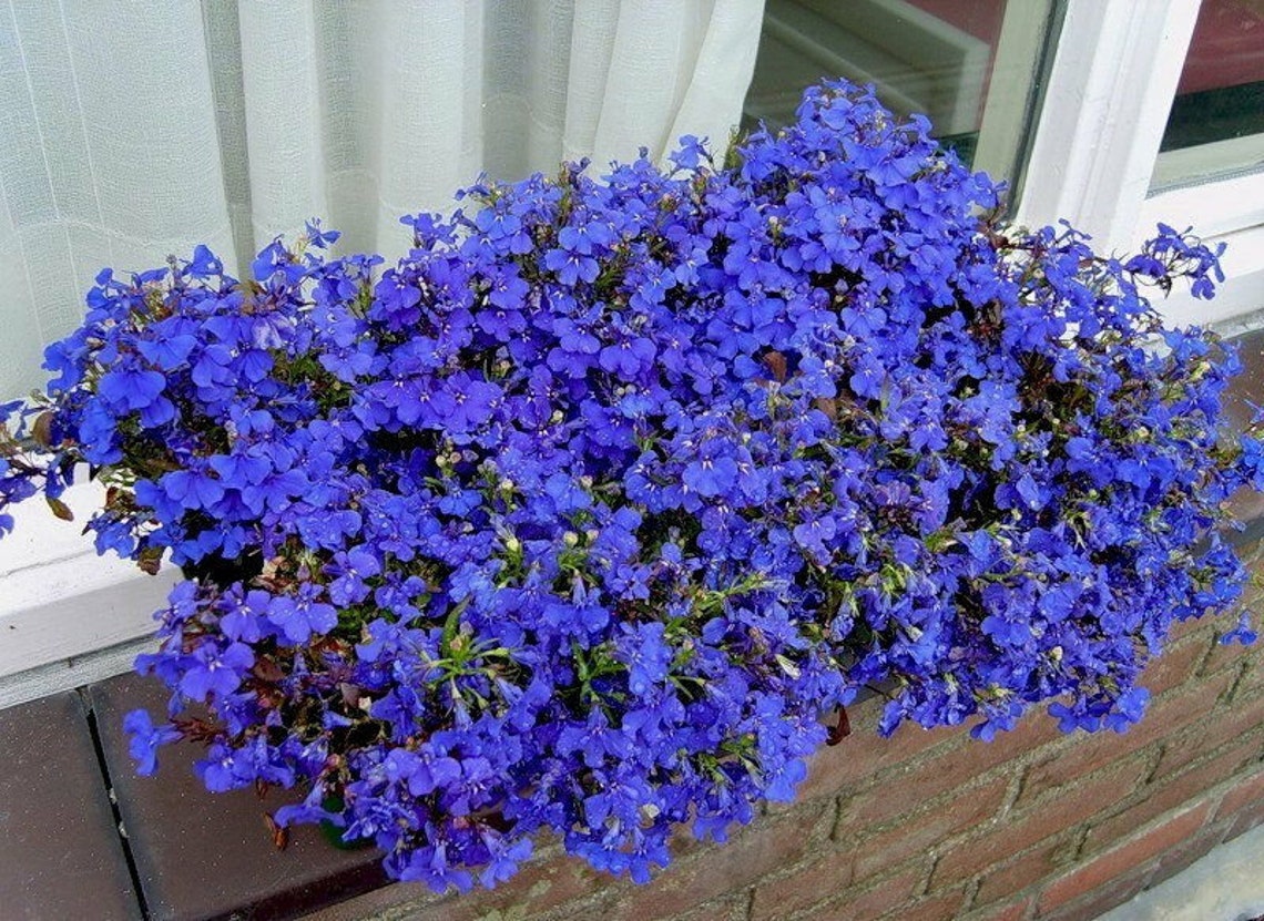 Flower Seeds Lobelia Blue Cascade Flower Annual Indoor Garden | Etsy