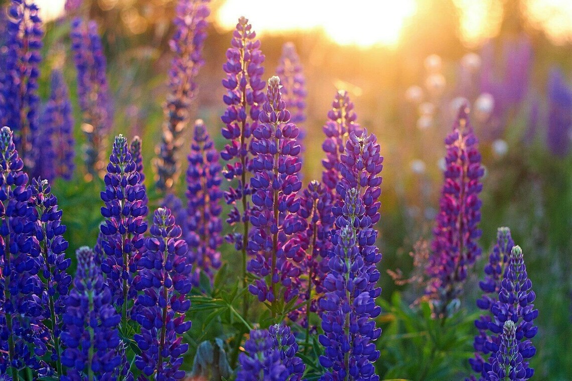 Seeds Lupin Blue Flame Giant Flower Perennial Outdoor Garden | Etsy