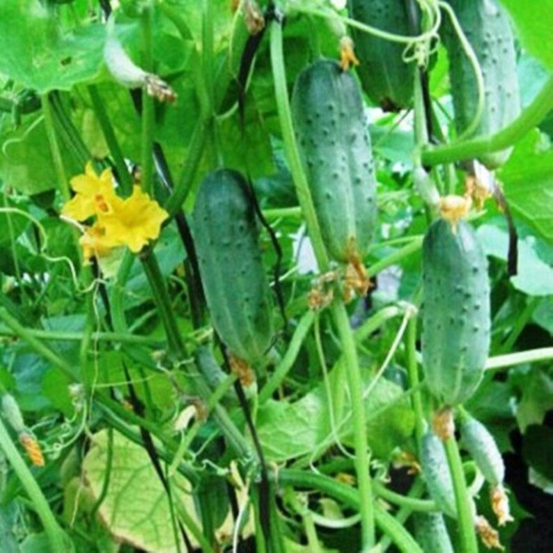 Natural Vegeteble Cucumber Ant F1 Seeds Organic Ukraine Etsy