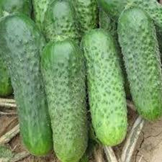 NON GMO Vegetable Seeds Cucumber Spassky Bush F1 Hybrid