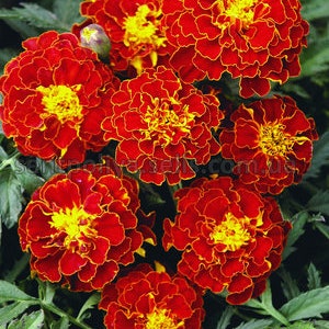 Puede incluir: Un grupo de flores de caléndula rojas y amarillas con pétalos rizados. Las flores están en plena floración y tienen un color vibrante.