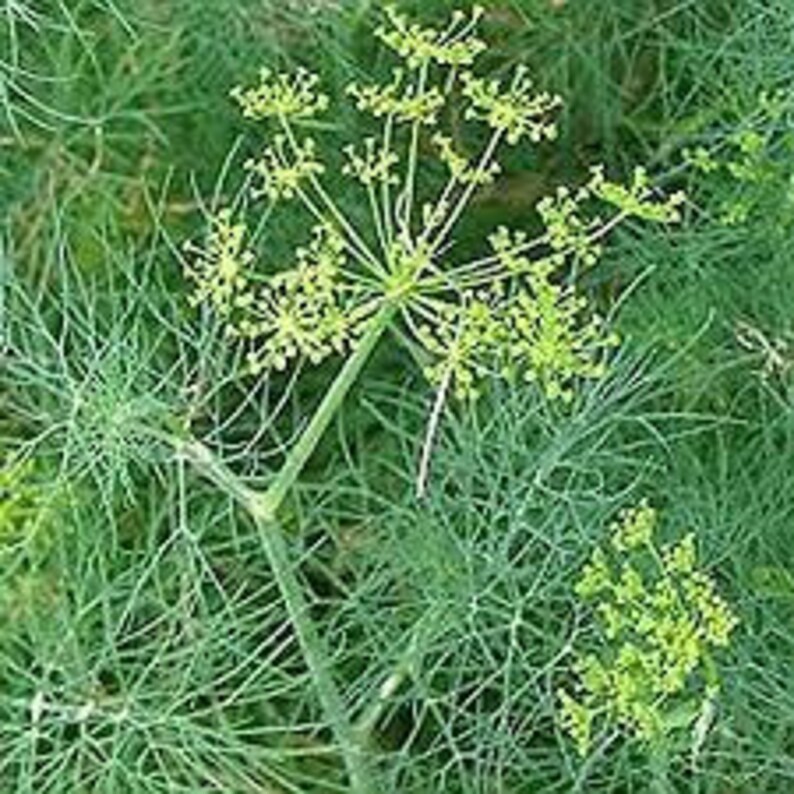 Natural Dill Bush Heirloom Open Pollinated Seeds NON GMO for Planting Organic Ukraine