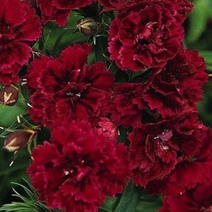 Nasiona kwiatów Dianthus Grenadines Bordo z Ukrainy 100 nasion