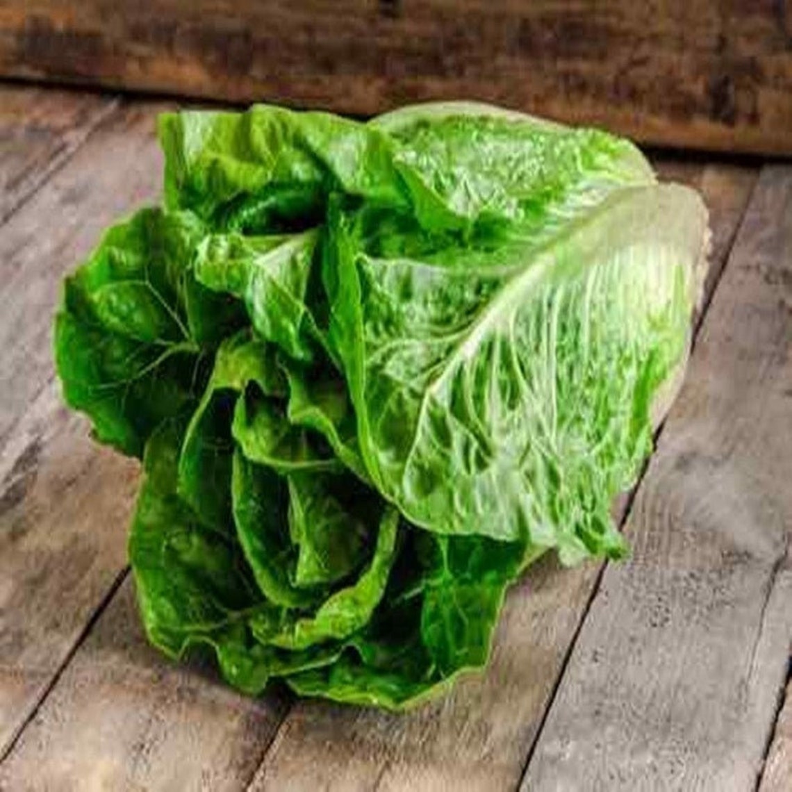 Natural Romaine Cos Lettuce Paris Heirloom / Open Pollinated Etsy