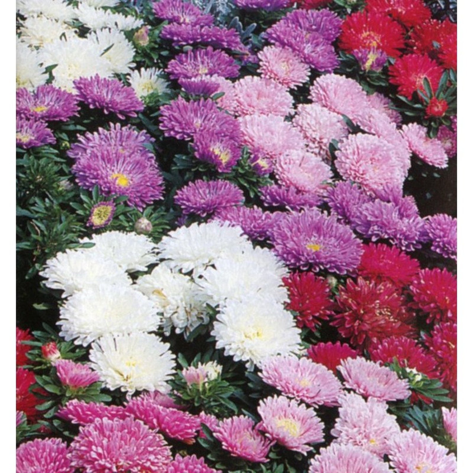 Natural Flower Dwarf Aster Mix Seeds Organic Ukraine | Etsy