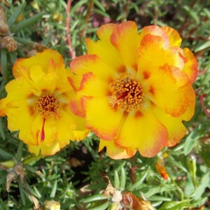 Natural Flower Seeds Portulaca Grandiflora Terry Yellow Organic Ukraine