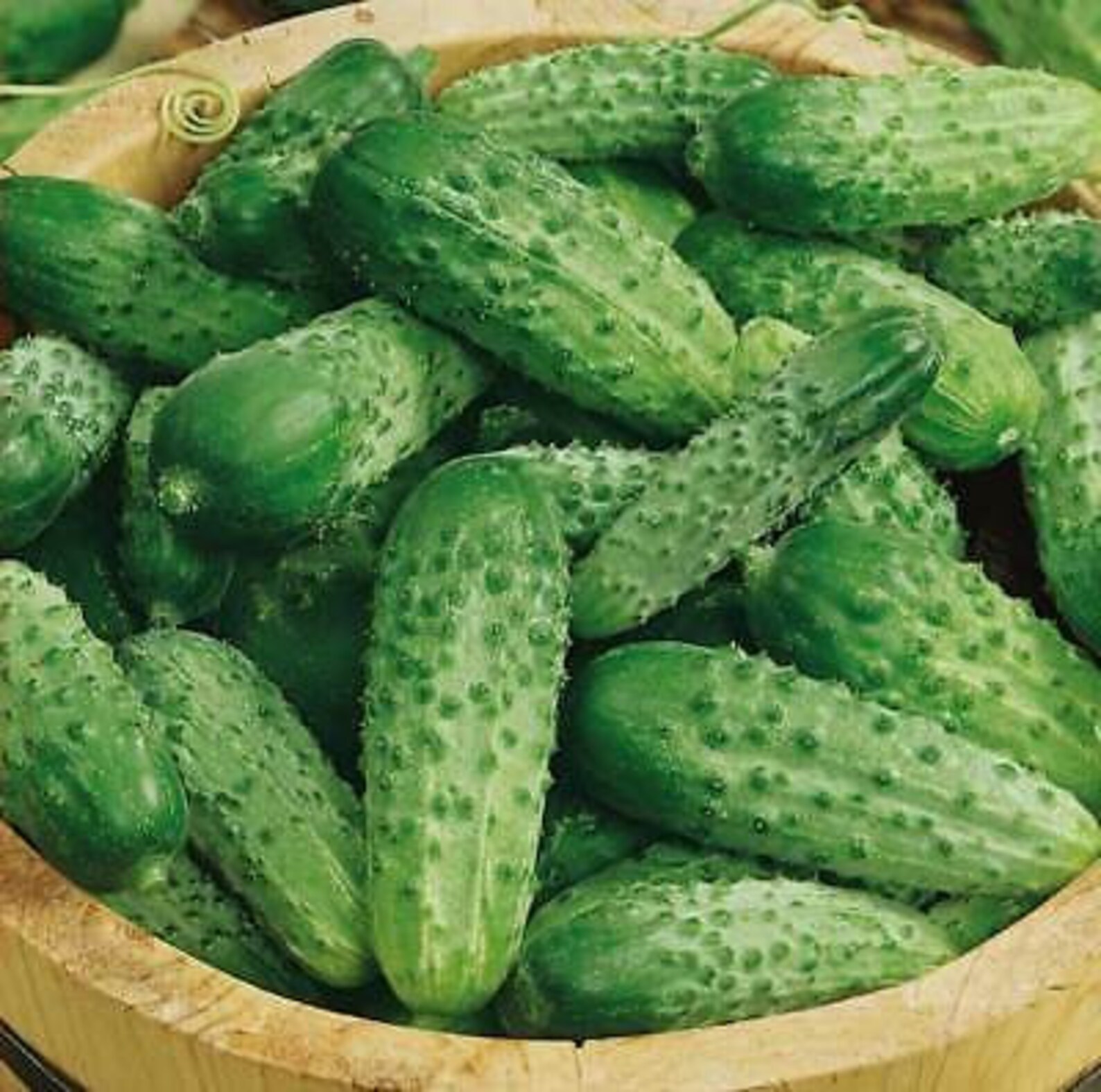 Cucumber Bushy Cornichon Seeds Cucumbers Organic Non Gmo Etsy