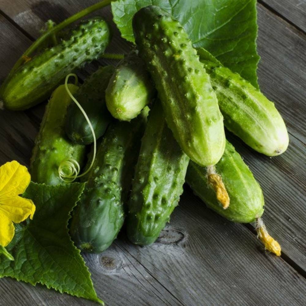 Seeds Cucumber Lyalyuk Mini Pickling Vegetable Organic Etsy