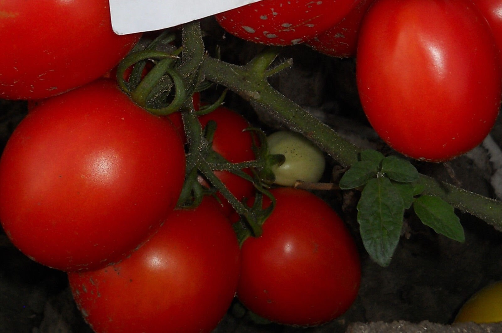 Tomato Seeds Marjushka Red Tomatoes Organic Non Gmo Ukraine 20 Etsy UK