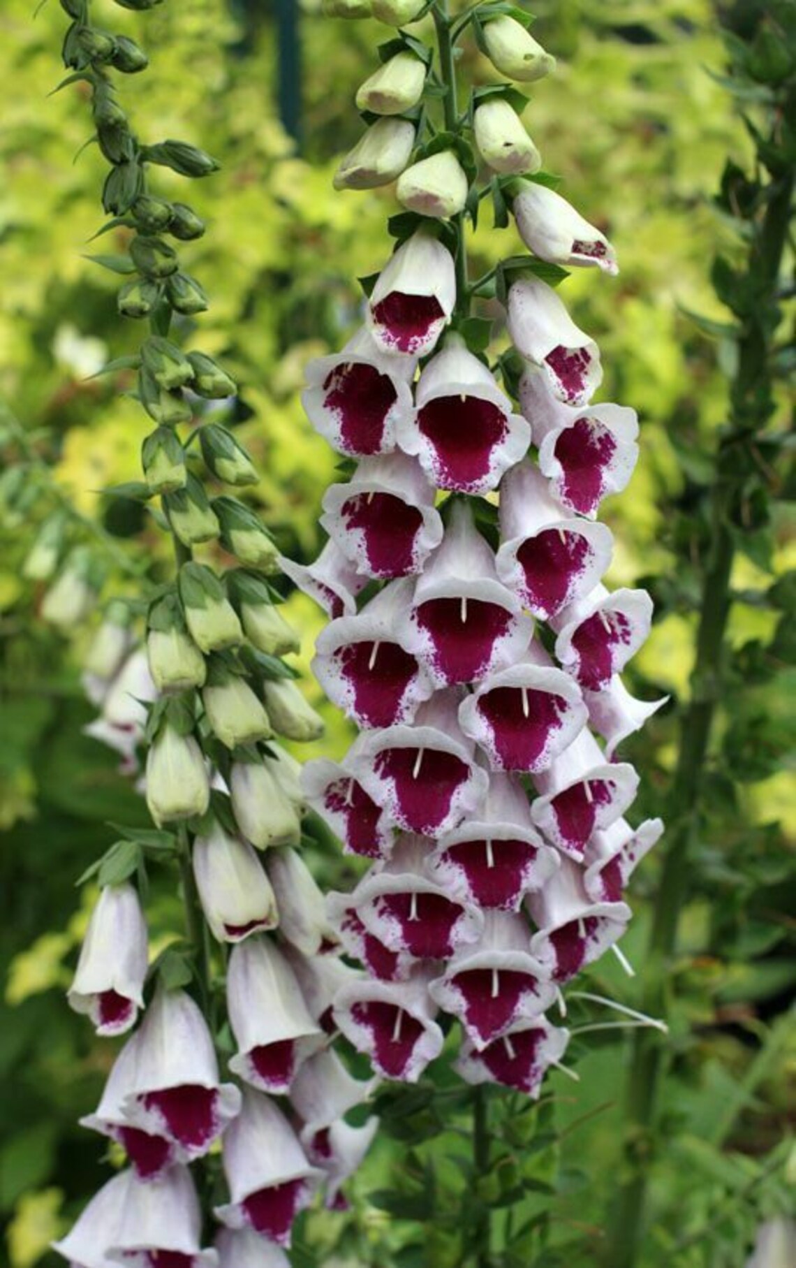 Seeds Foxglove Digitalis Mix Giant Flower Perennial Outdoor Etsy 日本