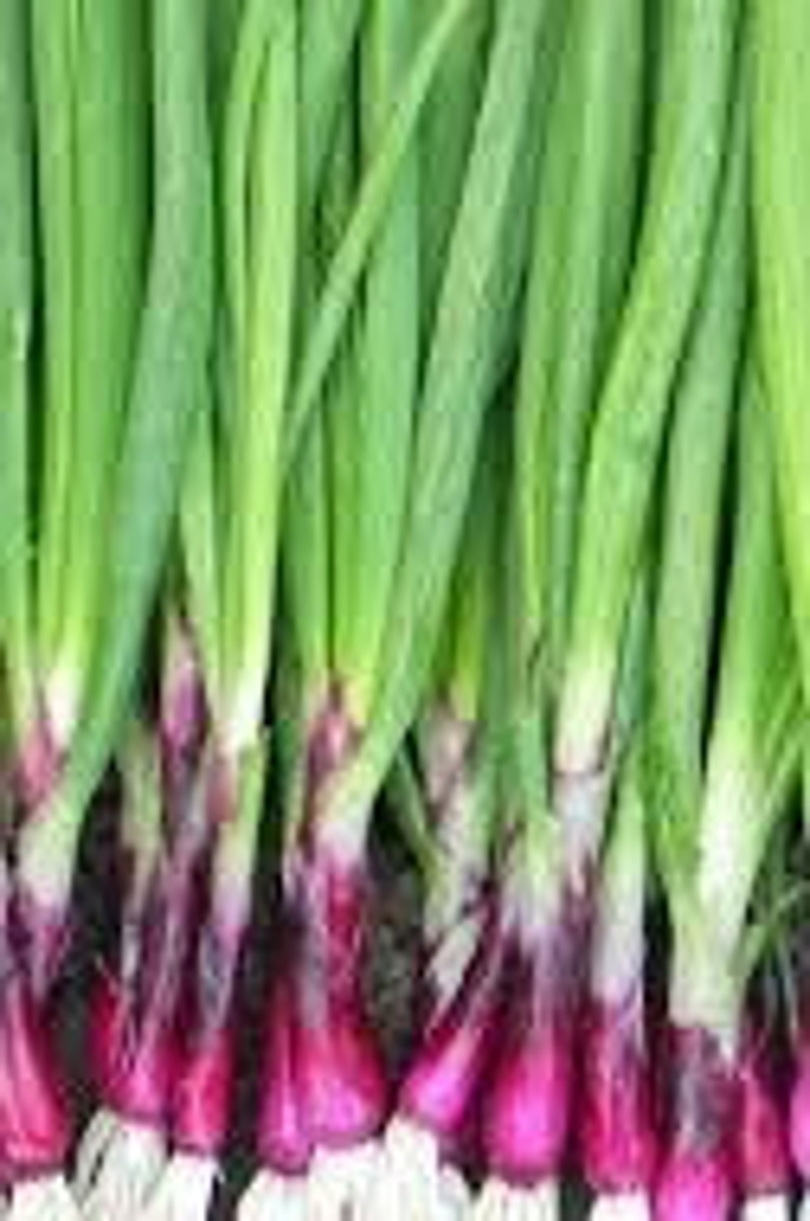 Natural Welsh Onion Red Dragon Heirloom / Open Pollinated Etsy Australia