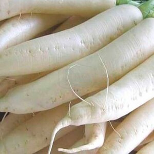 Natürliche Gemüse Daikon Agata Rettich Erbstück Samen Bio Ukraine