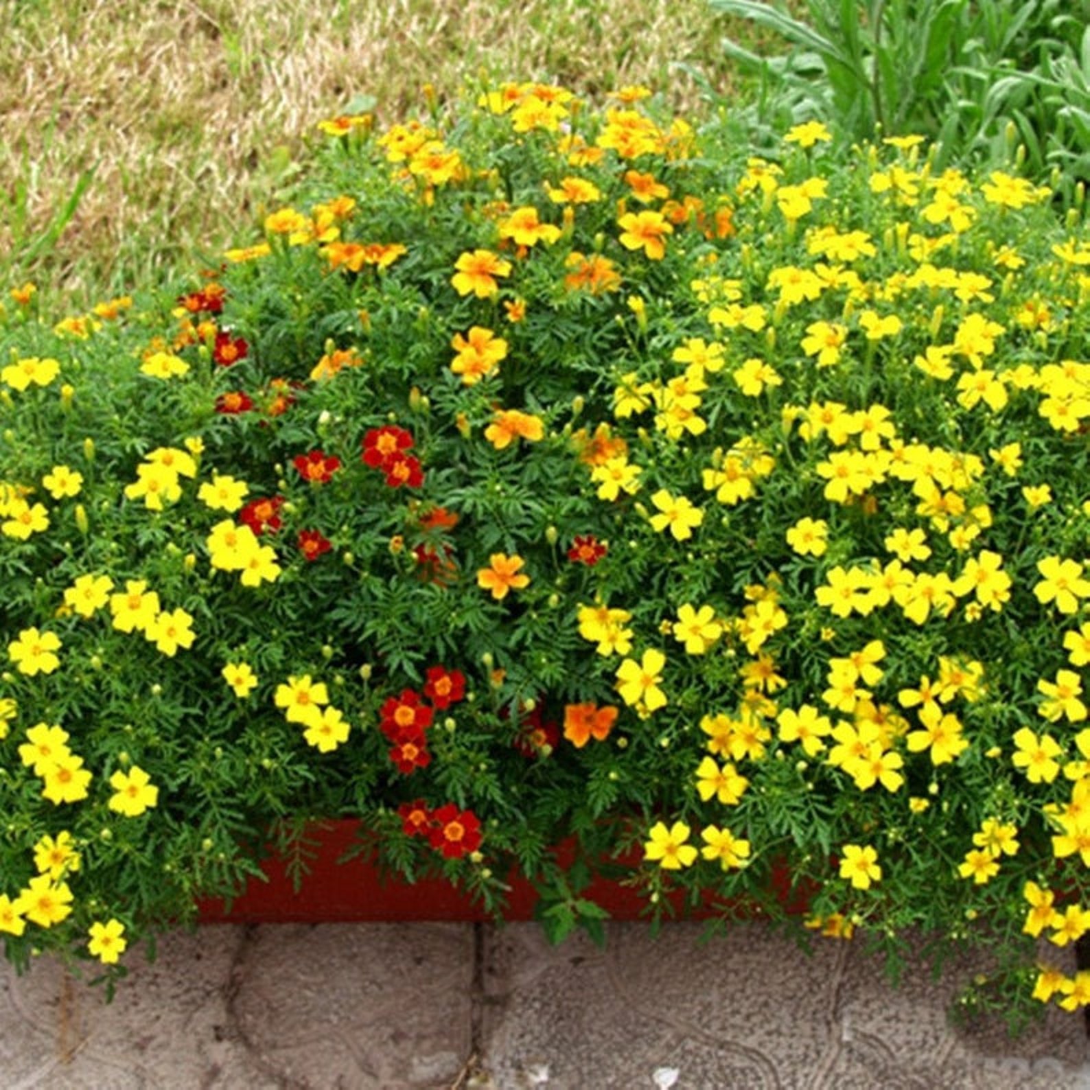 Natural Marigold Mix Heirloom / Open Pollinated Seeds Etsy