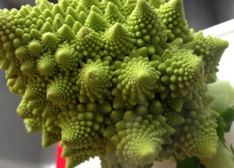 Seeds Broccoli Romanesco Beautiful Vegetable Organic ...