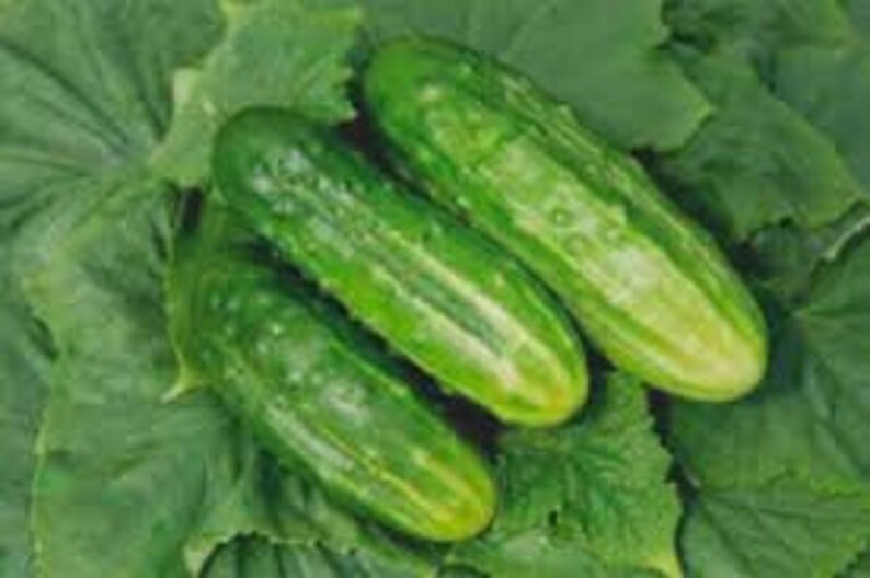 Natural Vegeteble Cucumber Ant F1 Seeds Organic Ukraine Etsy
