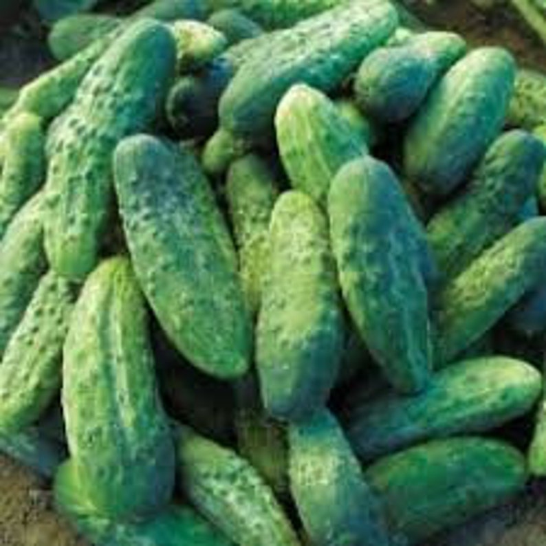 Natural Vegeteble Cucumber Ant F1 Seeds Organic Ukraine Etsy