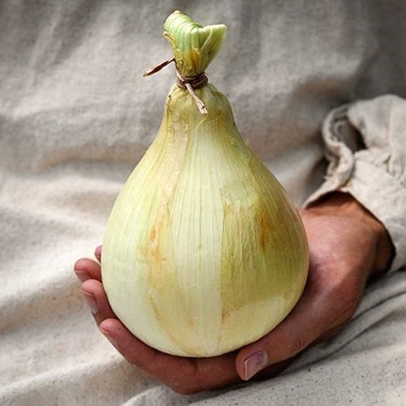 Seeds & Bulbs Home & Hobby Vegetable ONION EXHIBITION Floral & Garden