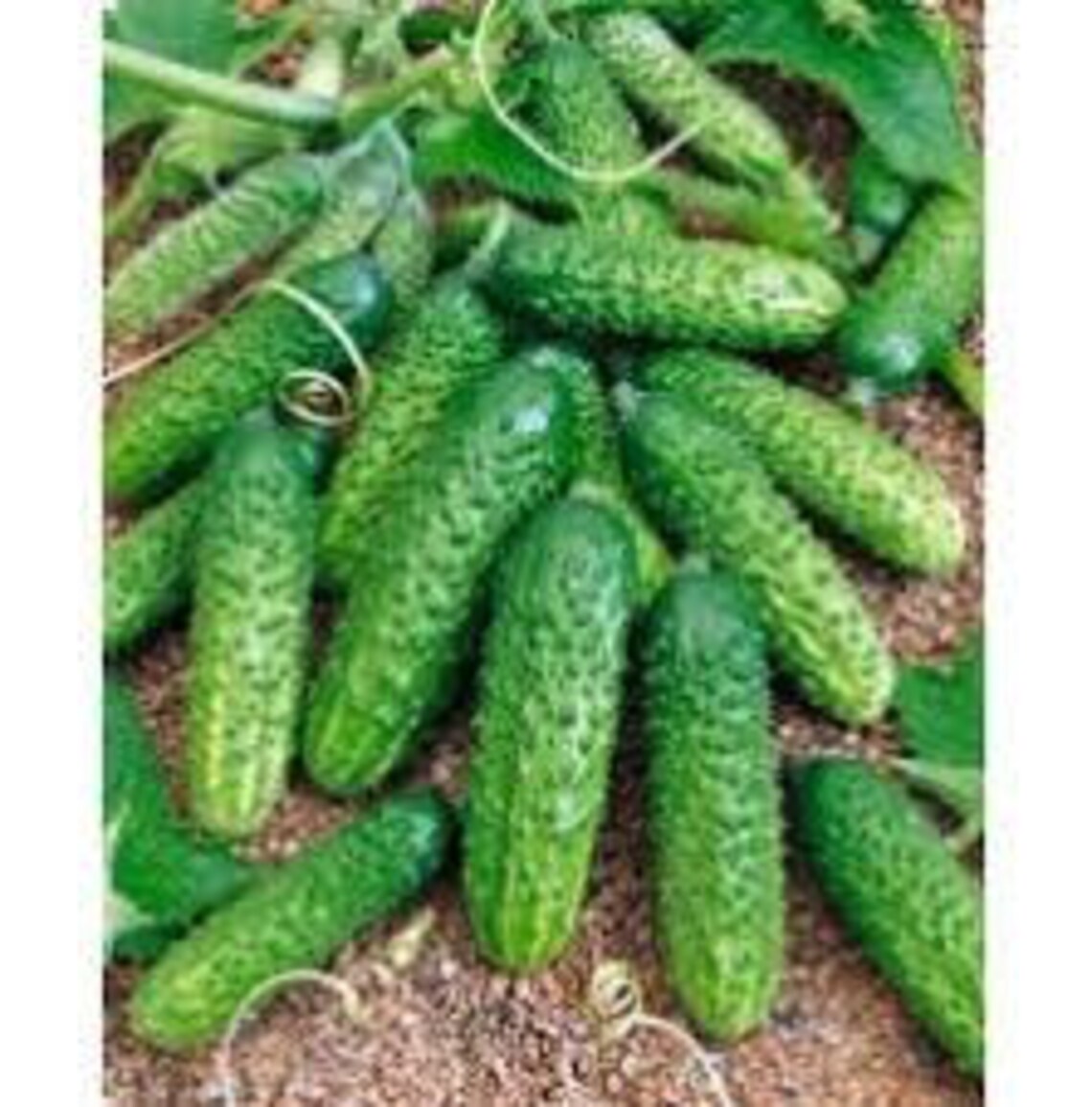 Natural Cucumber Field Cornichon Heirloom / Open Pollinated Etsy
