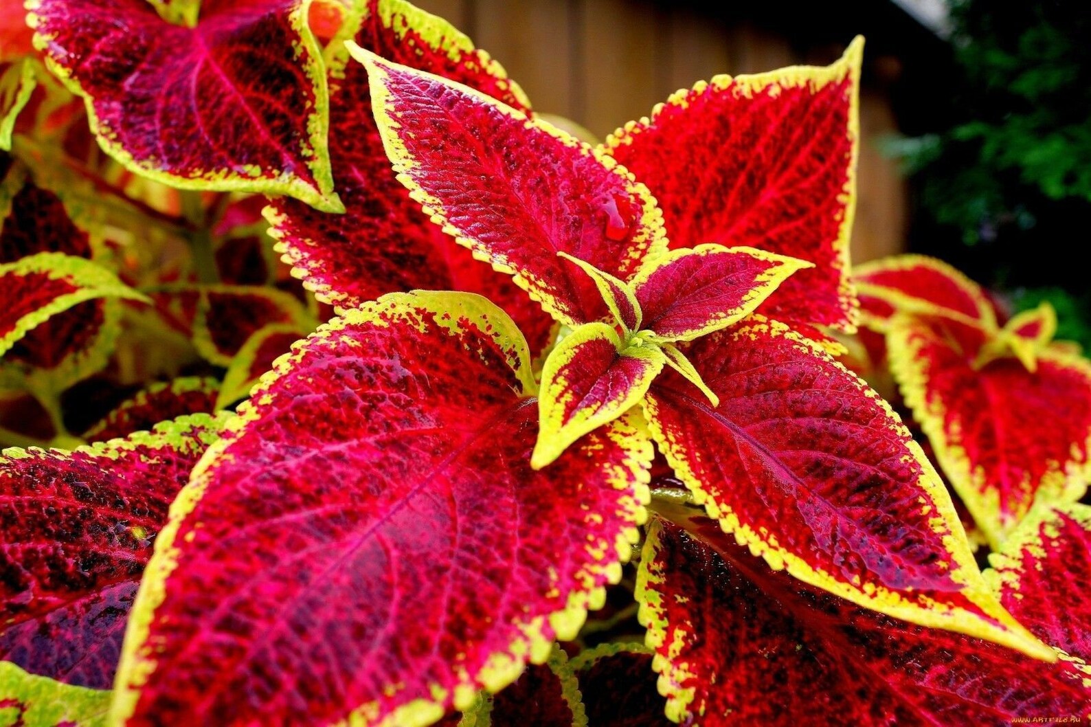 Seeds Rare Coleus Flowers Perennial Handing Garden Organic Etsy UK