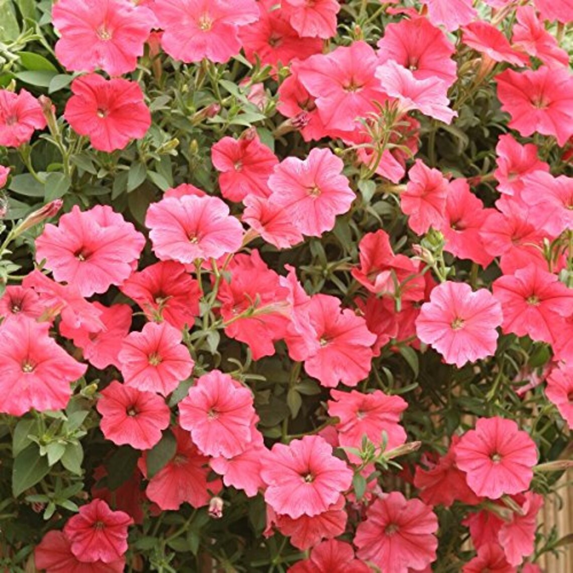 Natural Trailing Petunia Salmon F1 Hybrid Seeds NON GMO for Etsy