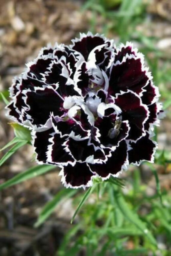 Seeds Rare Carnation Chianti Black Glori Flower Plant Annual Garden Cut Organic Seeds Rare Carnation Chianti Black Glori Flower Plant Annual Garden Cut Organic