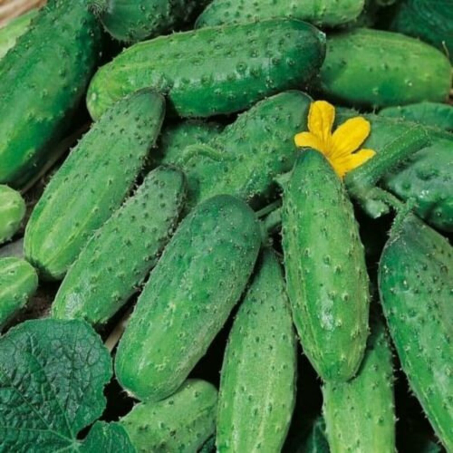 Купить Семена Огурцов Кустовой