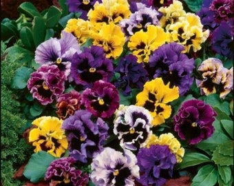 Viola Natural Violet Wittrockiana Germania Rococo Flower Seeds Organic Ucrania