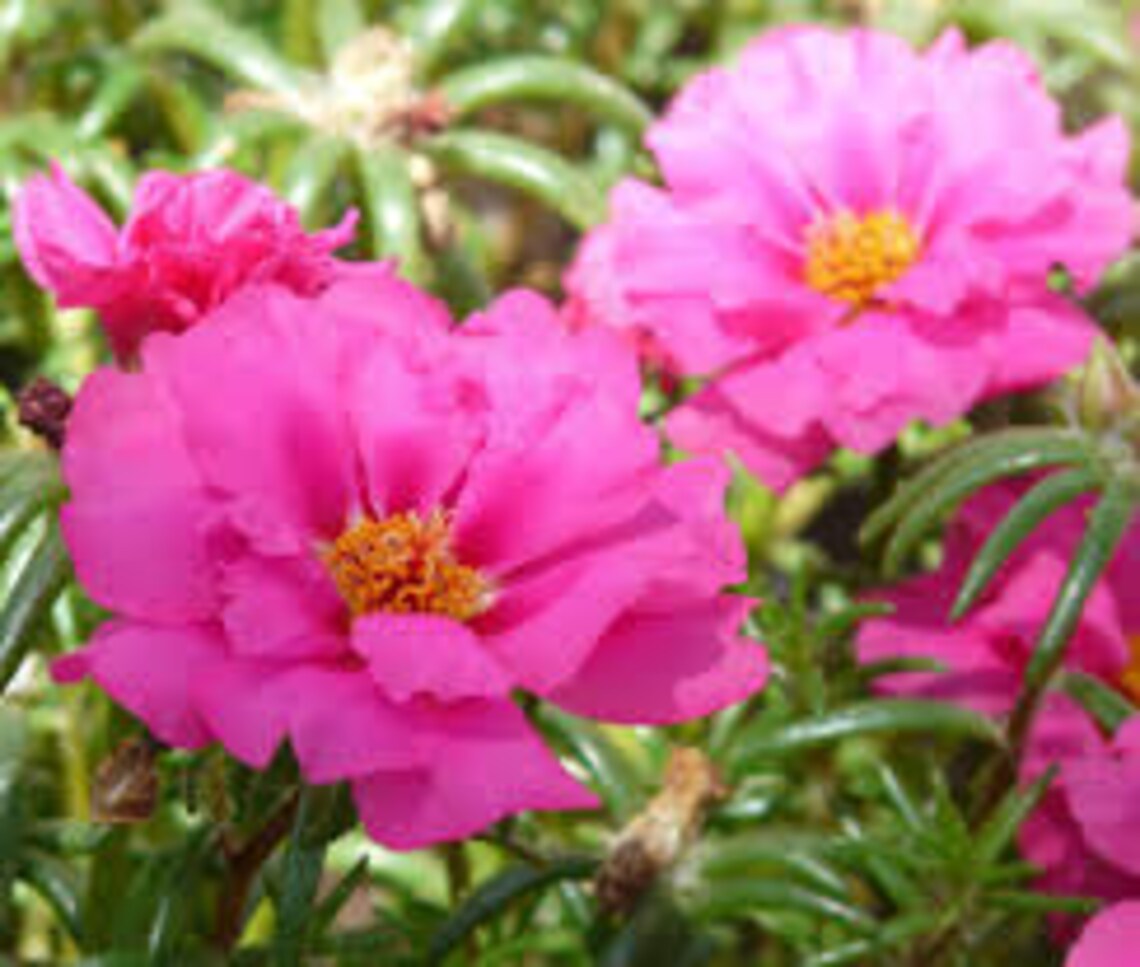 Natural Mossrose Double Pink Heirloom Portulaca / Open Etsy
