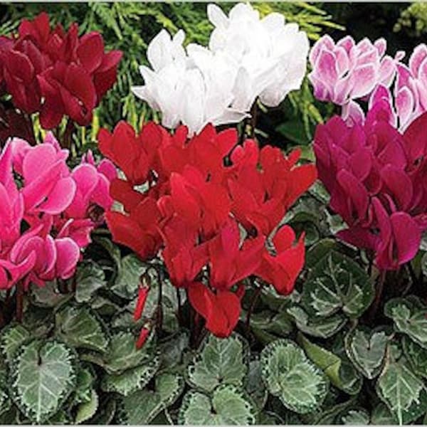 Blumen Samen Cyclamen Perser aus der Ukraine 5 Samen