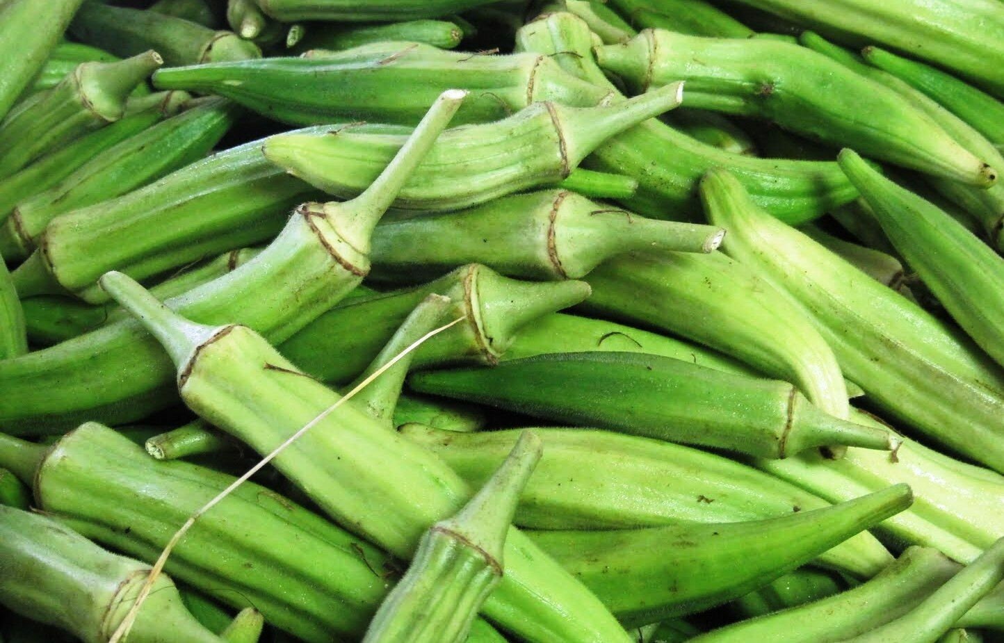Seeds For Coffee Bamia Okra Lady's Finger Vegetable Etsy