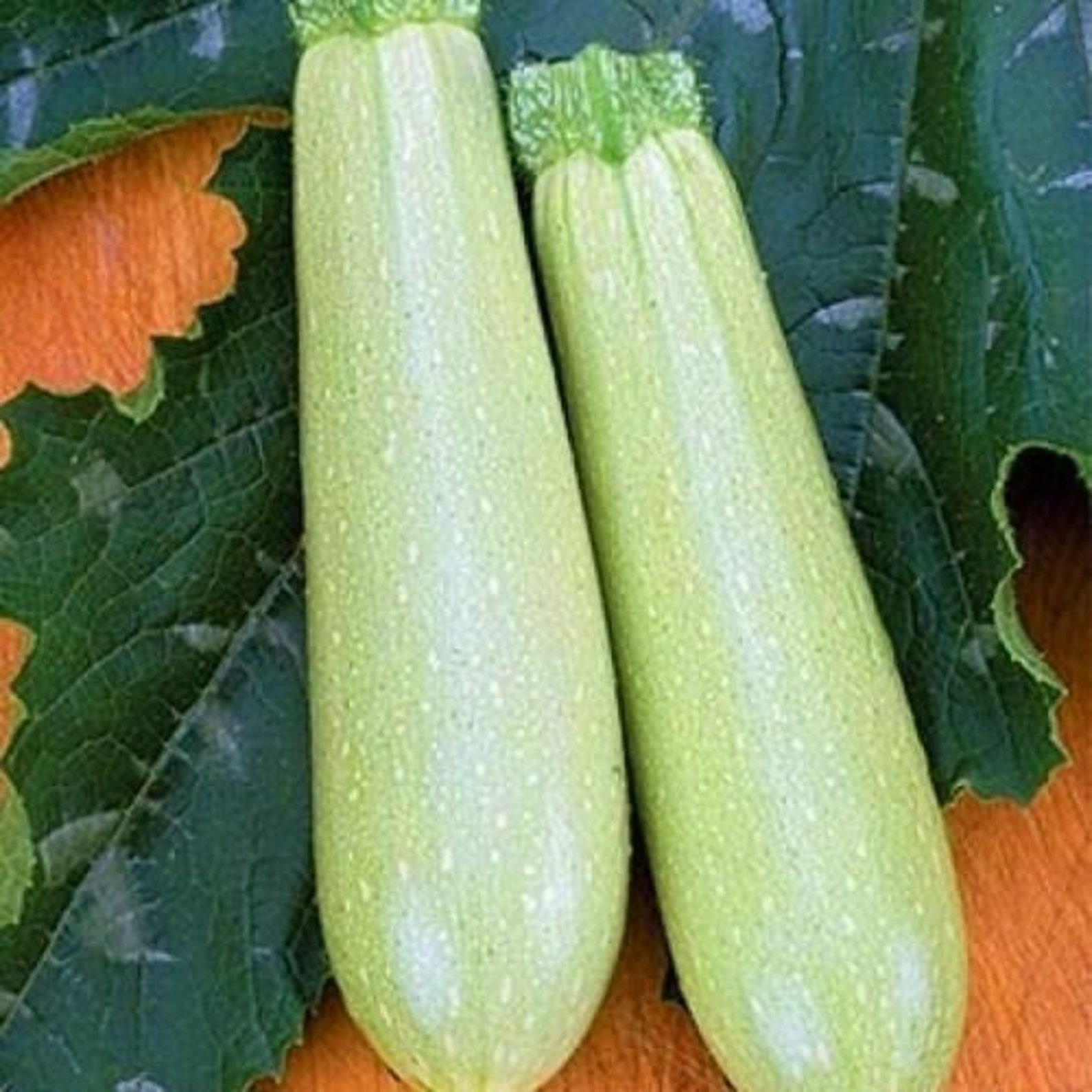 Semillas Squash Zucchini Aspirant White Vegetable Heirloom Organic Ucrania Etsy España