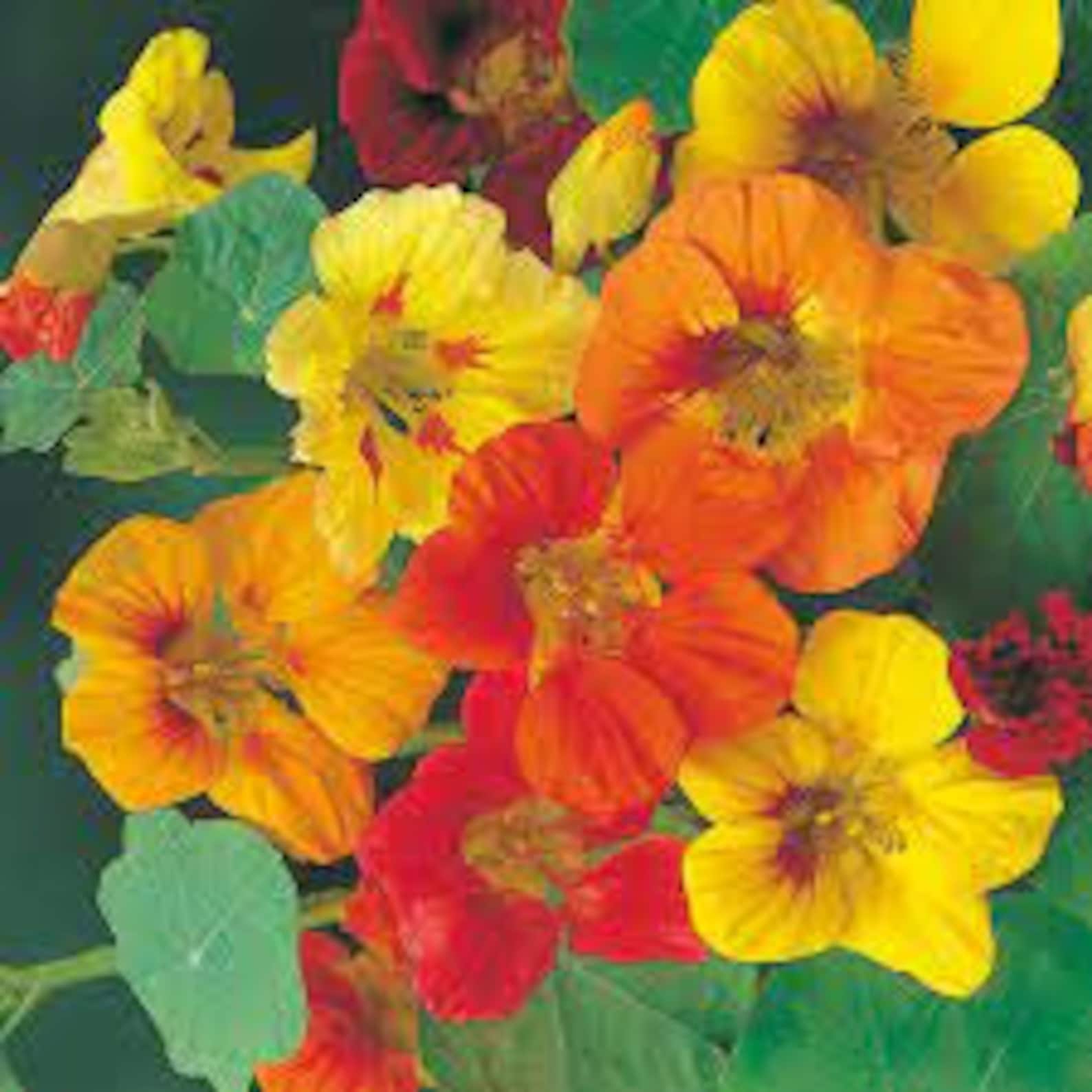 Natural Flower Trailing Nasturtium Mix Vjushayasa Seeds Etsy