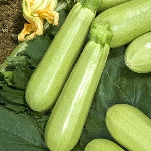 Könnte beinhalten: Eine Gruppe hellgrüner Zucchini auf einem Bett aus grünen Blättern. Die Zucchini sind in einer Reihe angeordnet, wobei die größte in der Mitte liegt.
