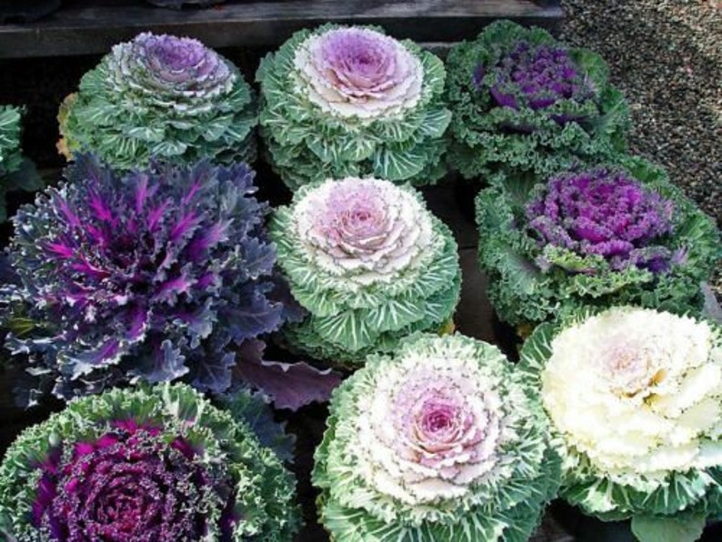 Seeds Edible Cabbage Ornamental Fringed Mix Beatiful Annual Etsy