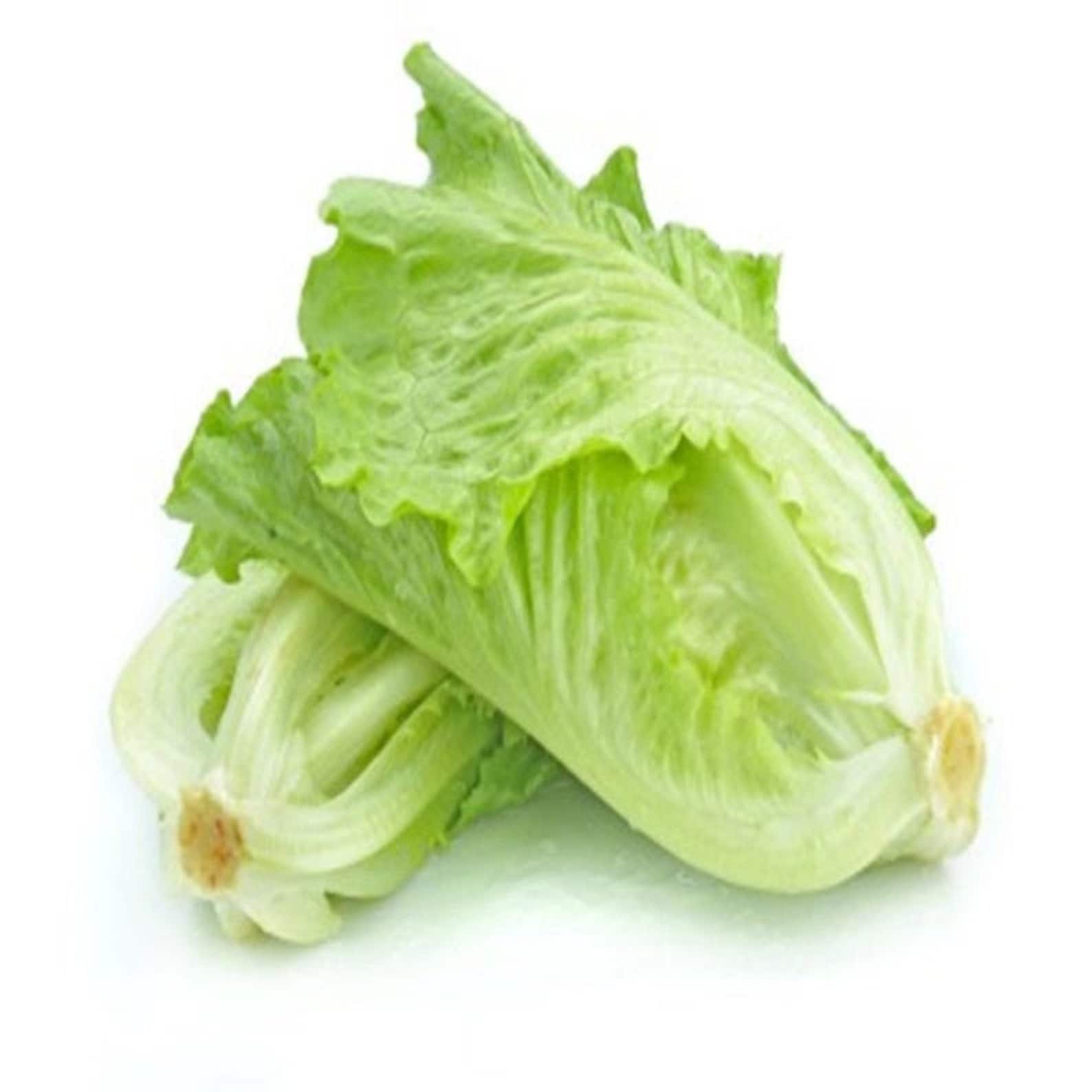 Natural Romaine Cos Lettuce Paris Heirloom / Open Pollinated Etsy